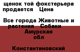 щенок той-фокстерьера продается › Цена ­ 25 000 - Все города Животные и растения » Собаки   . Амурская обл.,Константиновский р-н